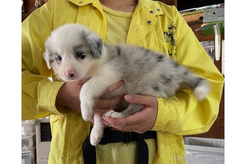 成約済の長野県のボーダーコリー-262944の8枚目