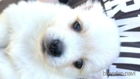 成約済の福島県のミックス犬-255137