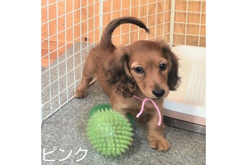 成約済の埼玉県のミニチュアダックスフンド(ロングヘアード)-262963の7枚目