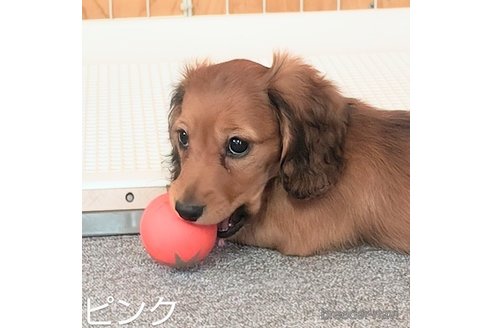 成約済の埼玉県のミニチュアダックスフンド(ロングヘアード)-262963の9枚目