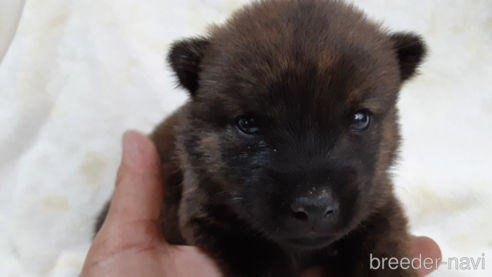 販売中の宮城県の甲斐犬-263222