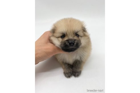 成約済の愛知県のポメラニアン-263003の3枚目