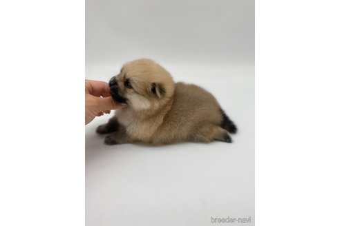 成約済の愛知県のポメラニアン-263003の4枚目