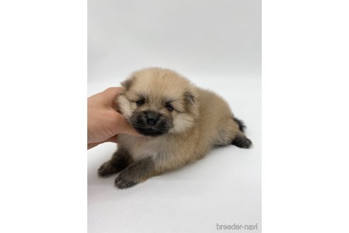 成約済の愛知県のポメラニアン-263003の5枚目