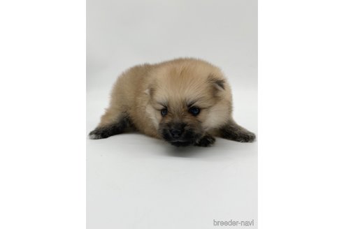 成約済の愛知県のポメラニアン-263003の7枚目