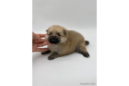 成約済の愛知県のポメラニアン-263003の6枚目