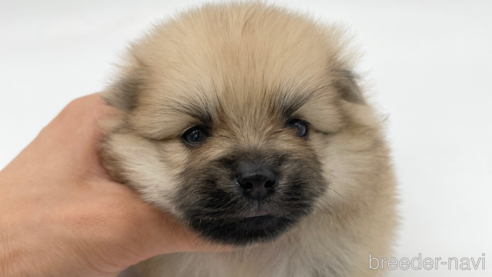 成約済の愛知県のポメラニアン-263003の1枚目