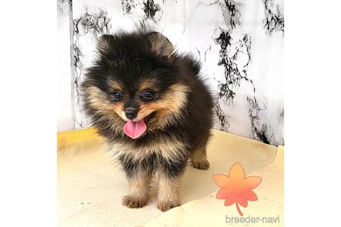 成約済の茨城県のポメラニアン-258706の5枚目