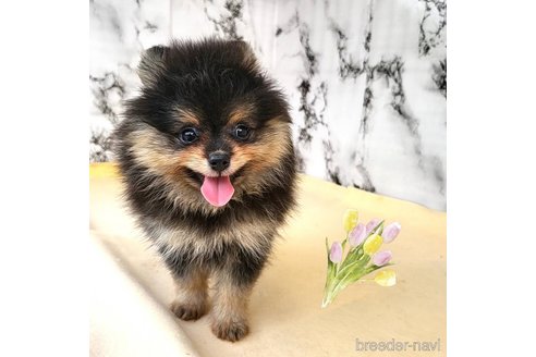 成約済の茨城県のポメラニアン-258706の2枚目