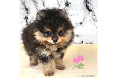 成約済の茨城県のポメラニアン-258706の1枚目
