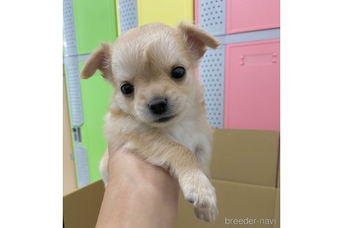 東京都のチワックス:チワワ×ミニチュアダックスフンド|男の子 東京都のチワックス:チワワ×ミニチュアダックスフンド|男の子
