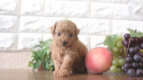 成約済の滋賀県のトイプードル-263113の1枚目