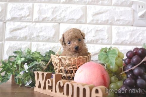 成約済の滋賀県のトイプードル-263113の4枚目