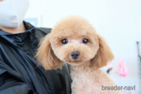 成約済の滋賀県のトイプードル-263113の2枚目