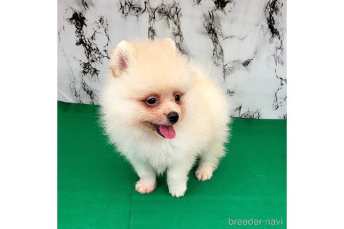成約済の茨城県のポメラニアン-260067の61枚目