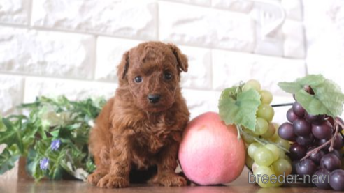 成約済の滋賀県のトイプードル-263125の1枚目