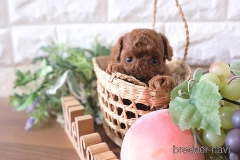 成約済の滋賀県のトイプードル-263125の4枚目