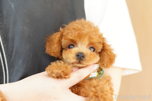 成約済の埼玉県のトイプードル-263154の3枚目