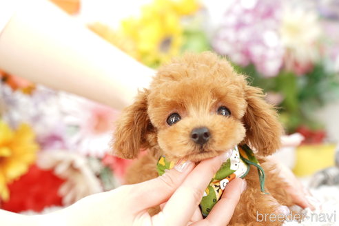 成約済の埼玉県のトイプードル-263154の2枚目