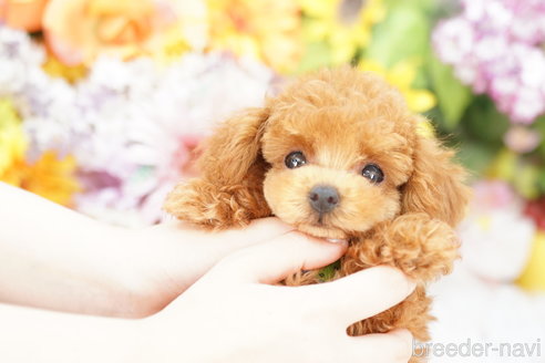 成約済の埼玉県のトイプードル-263154