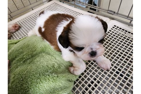 成約済の愛知県のシーズー-263155の4枚目