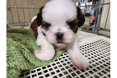 成約済の愛知県のシーズー-263155の6枚目