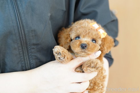 成約済の埼玉県のトイプードル-263162の5枚目