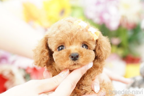 成約済の埼玉県のトイプードル-263162の4枚目