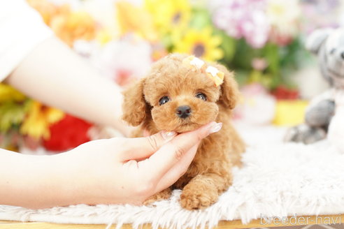 成約済の埼玉県のトイプードル-263162の3枚目