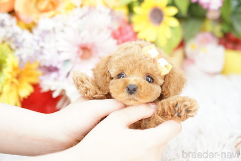 成約済の埼玉県のトイプードル-263162