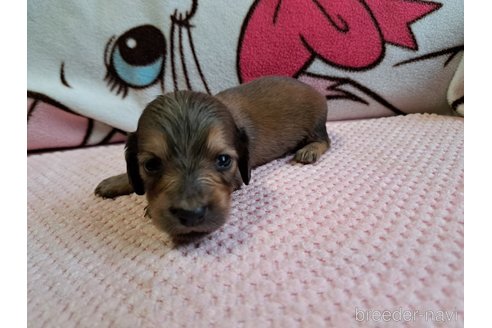 成約済の愛知県のミニチュアダックスフンド(ロングヘアード)-261497の8枚目