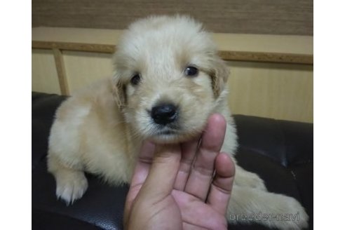 成約済の鹿児島県のゴールデンレトリーバー-263170の4枚目