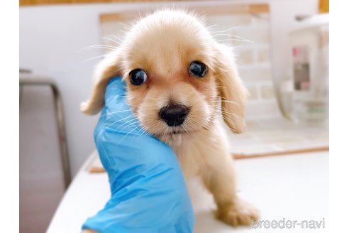 成約済の東京都のミニチュアダックスフンド(ロングヘアード)-263183の2枚目