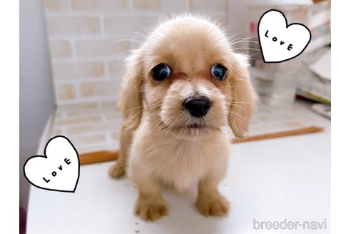 成約済の東京都のミニチュアダックスフンド(ロングヘアード)-263183の3枚目