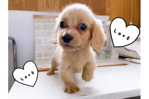 成約済の東京都のミニチュアダックスフンド(ロングヘアード)-263183の4枚目