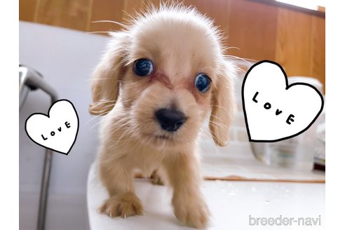 成約済の東京都のミニチュアダックスフンド(ロングヘアード)-263183の5枚目