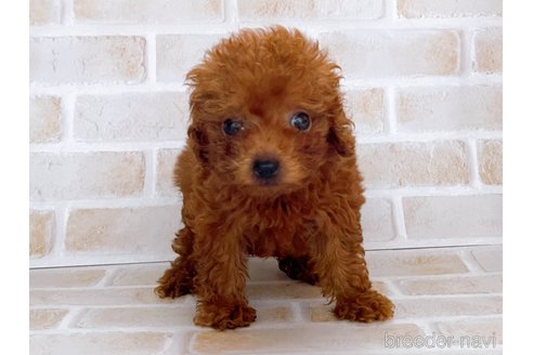 成約済の東京都のタイニープードル-263182の4枚目