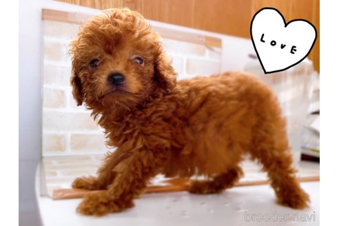 成約済の東京都のタイニープードル-263182の5枚目