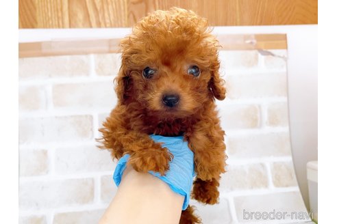 成約済の東京都のタイニープードル-263182の6枚目