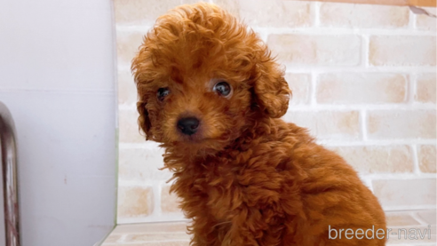 成約済の東京都のタイニープードル-263182の1枚目