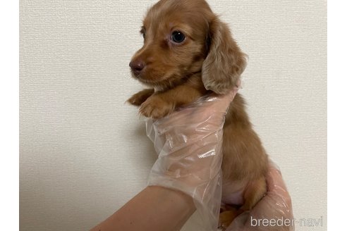 成約済の東京都のミニチュアダックスフンド(ロングヘアード)-262774の5枚目