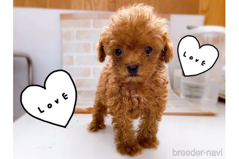 成約済の東京都のタイニープードル-263181の9枚目