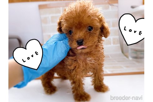 成約済の東京都のタイニープードル-263181の10枚目