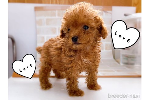 成約済の東京都のタイニープードル-263181の11枚目