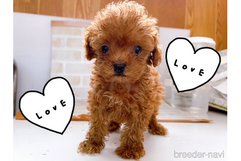 成約済の東京都のタイニープードル-263181の12枚目