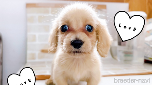 成約済の東京都のミニチュアダックスフンド(ロングヘアード)-263183の1枚目