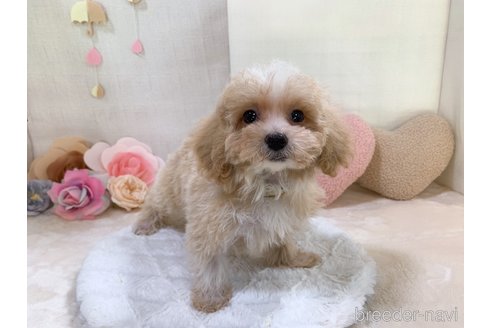 成約済の東京都のマルプー:マルチーズ×トイプードル-255977の14枚目