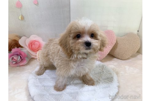 成約済の東京都のマルプー:マルチーズ×トイプードル-255977の10枚目