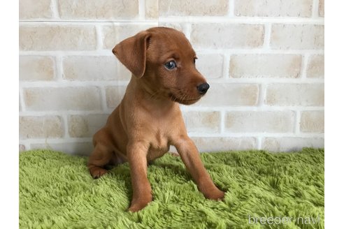 成約済の埼玉県のミニチュアピンシャー(ミニピン)-257745の3枚目