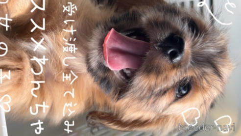 成約済の愛媛県のミックス犬-263230